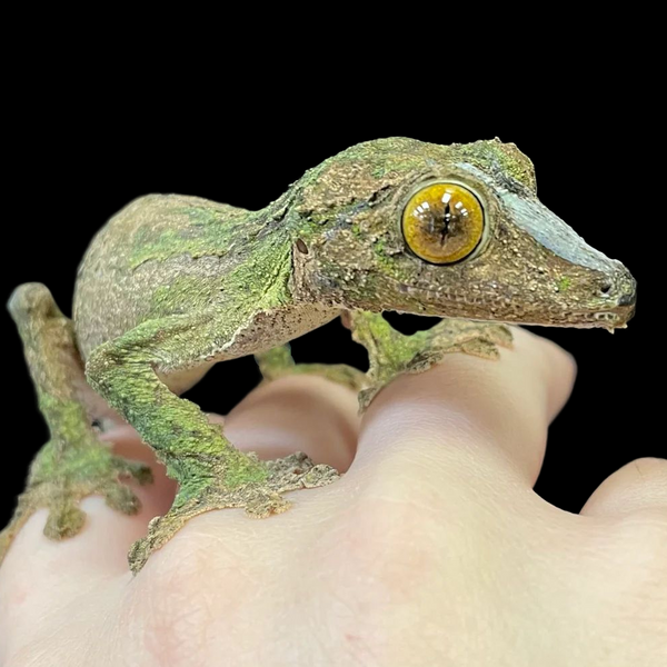 Southern Leaf-Tailed Gecko (Uroplatus sameiti)