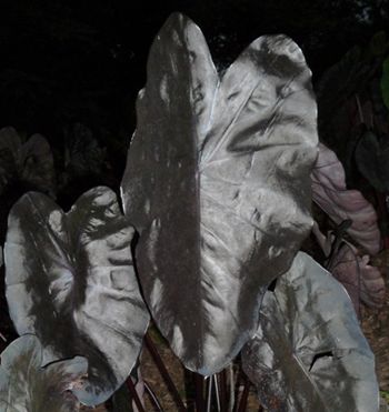 Colocasia 'Painted Black'