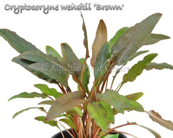 Cryptocoryne wendtii Brown (Indo)