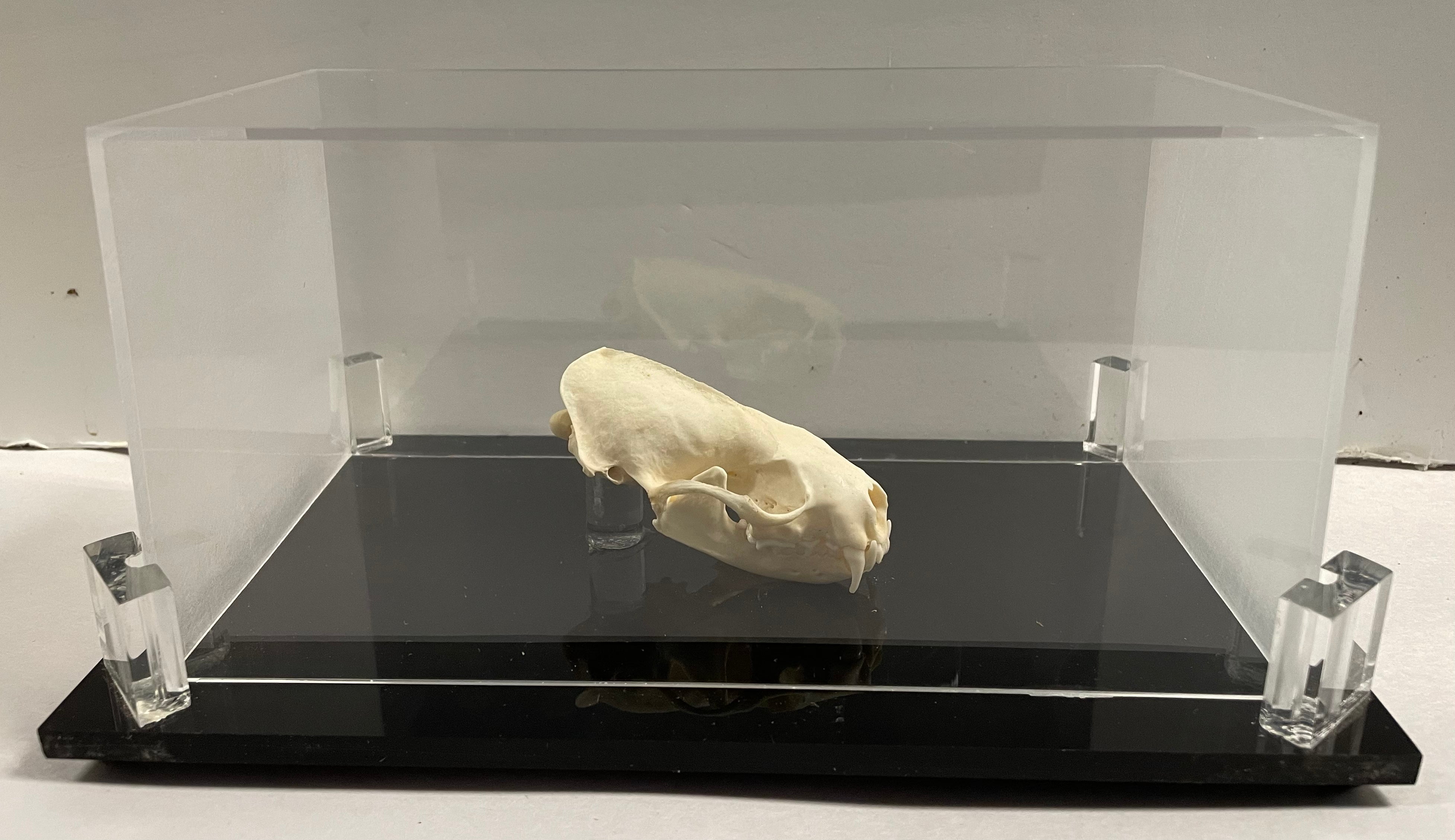 Least Weasel Skull