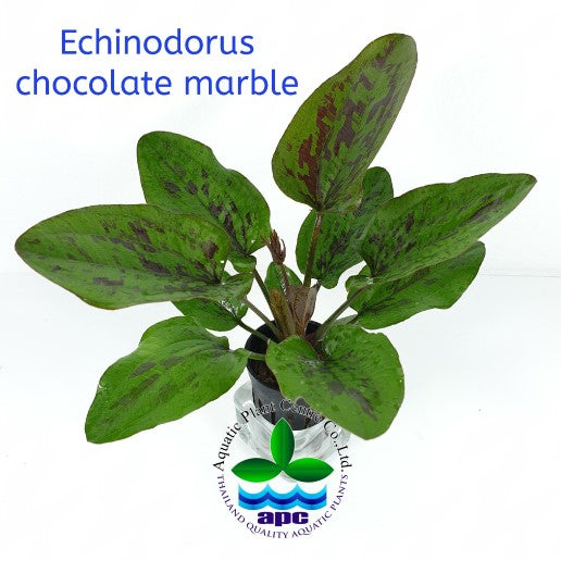 Echinodorus Chocolate Marble
