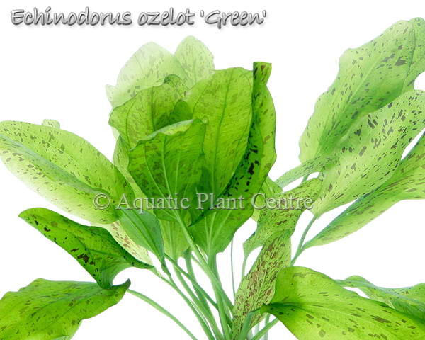 Echinodorus 'Ozelot Green'