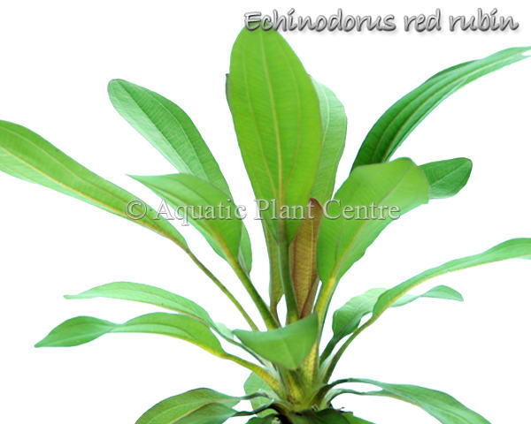 Echinodorus 'Red Rubin'