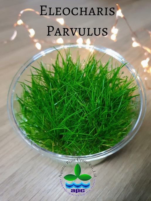 Eleocharis parvulus TC Cup