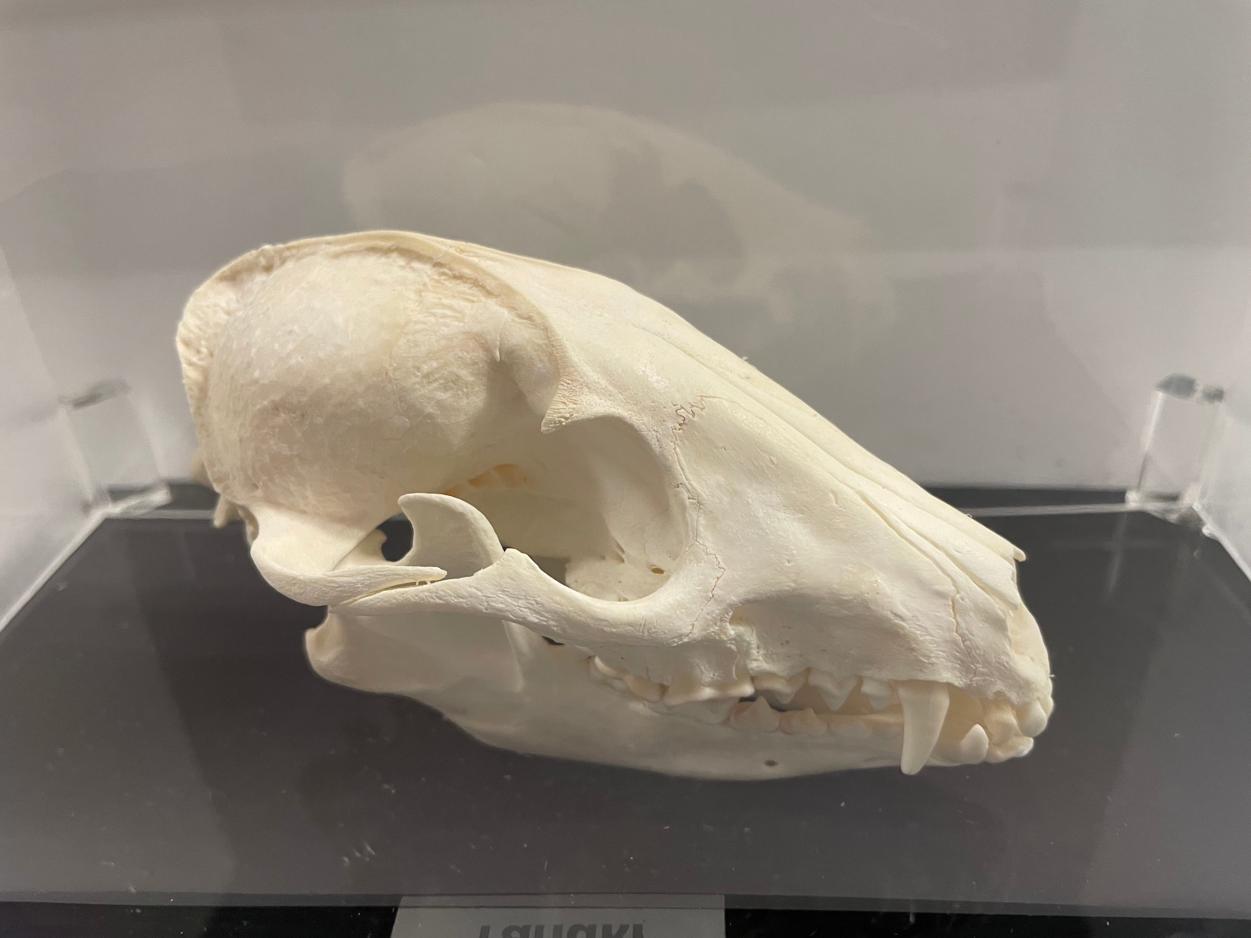 Tanuki Skull