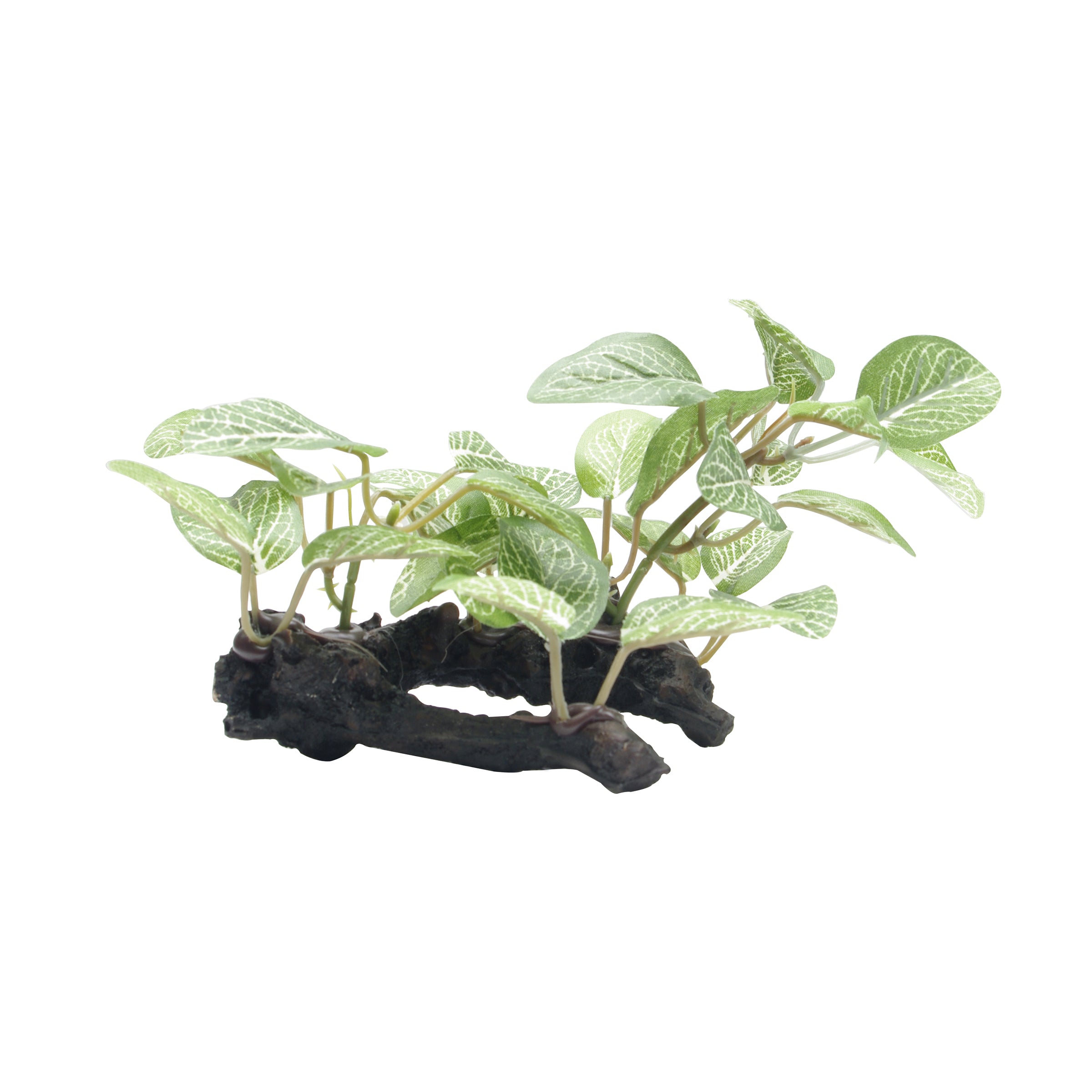 Fluval Plants African Shade with root
