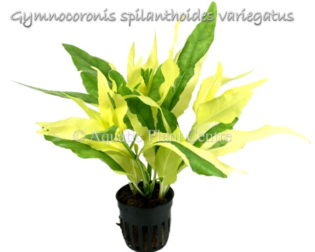 Gymnocoronis spilanthoides variegatus