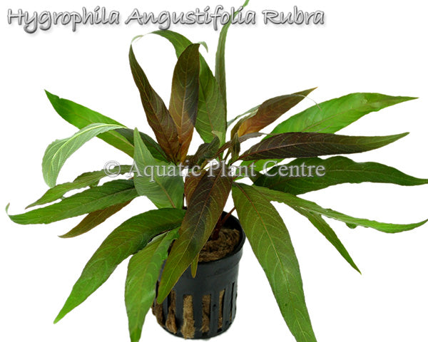 Hygrophila angustifolia Rubra