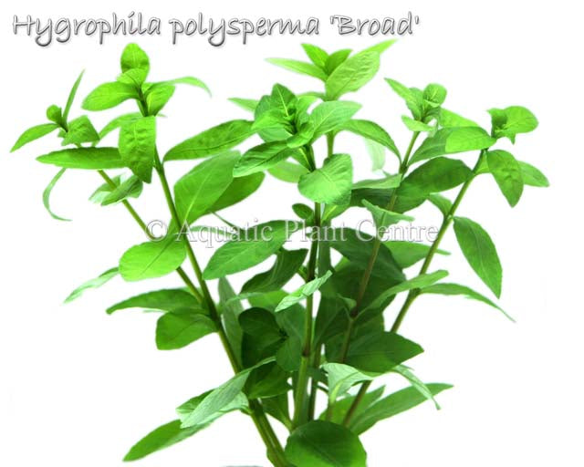 Hygrophila polysperma Broad Leaf