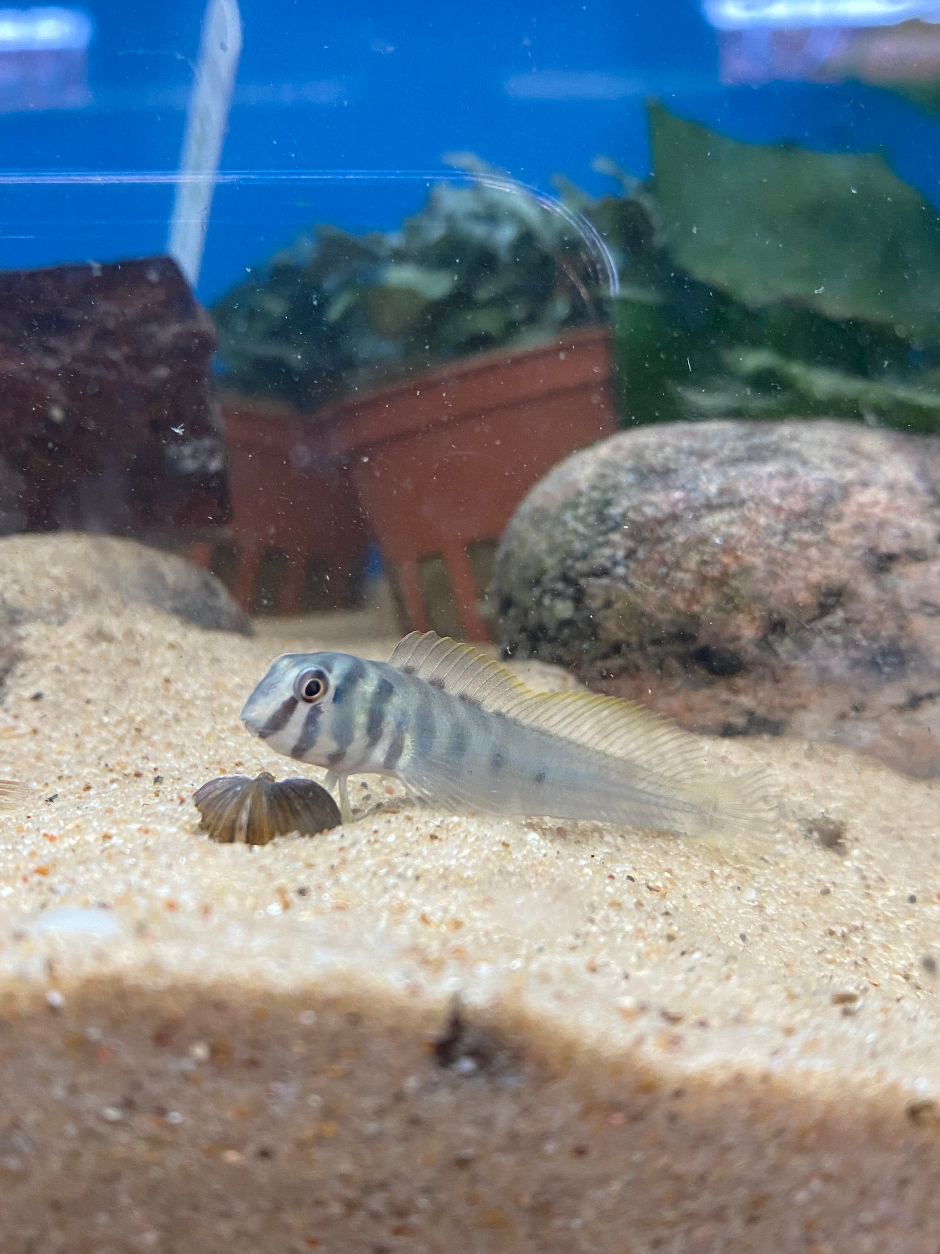 Freshwater Zebra Blenny