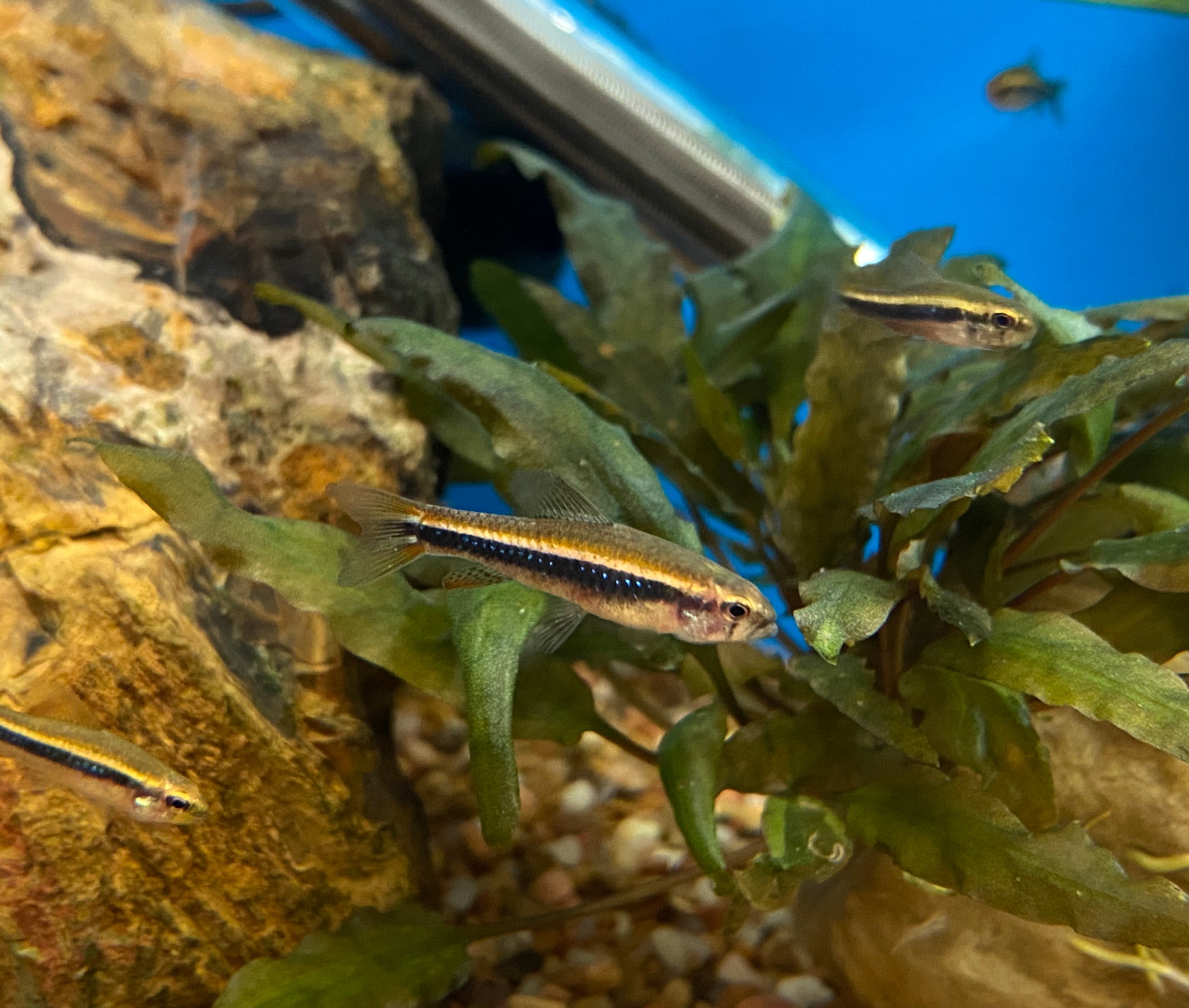 Black Morpho Tetra