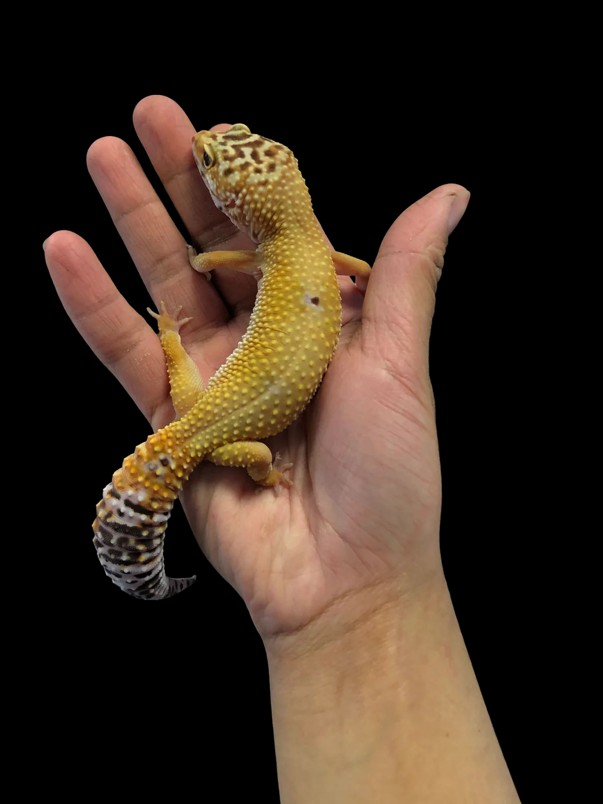 Leopard Gecko (CBB)
