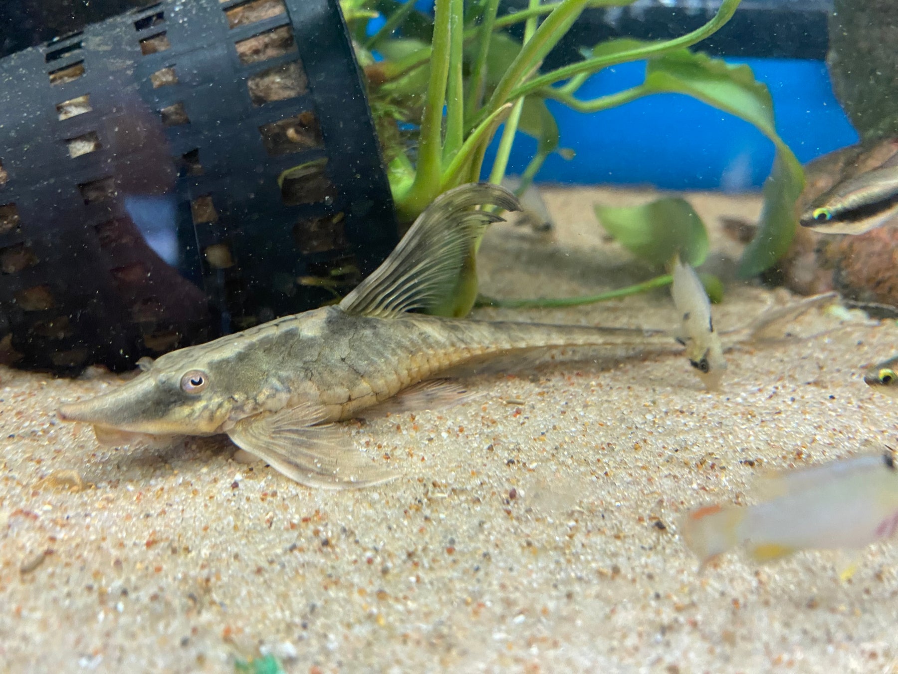 Royal Whiptail Catfish