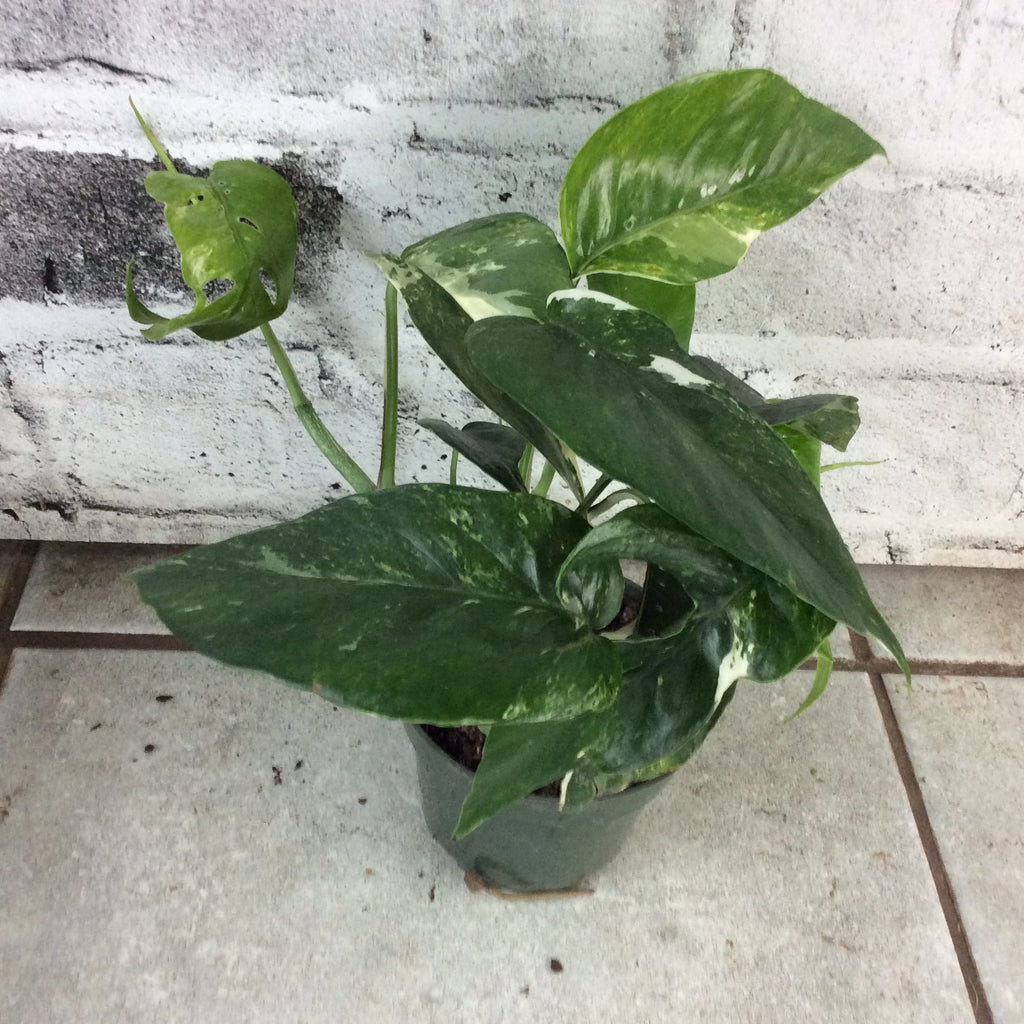 Buy online Pothos Epipremnum pinnatum albo variegata in 4 pot