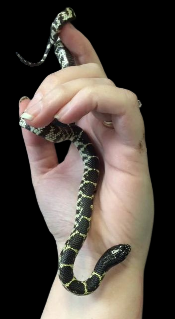Desert King Snake (Het Albino 66% Het Axanthic) Female CBB