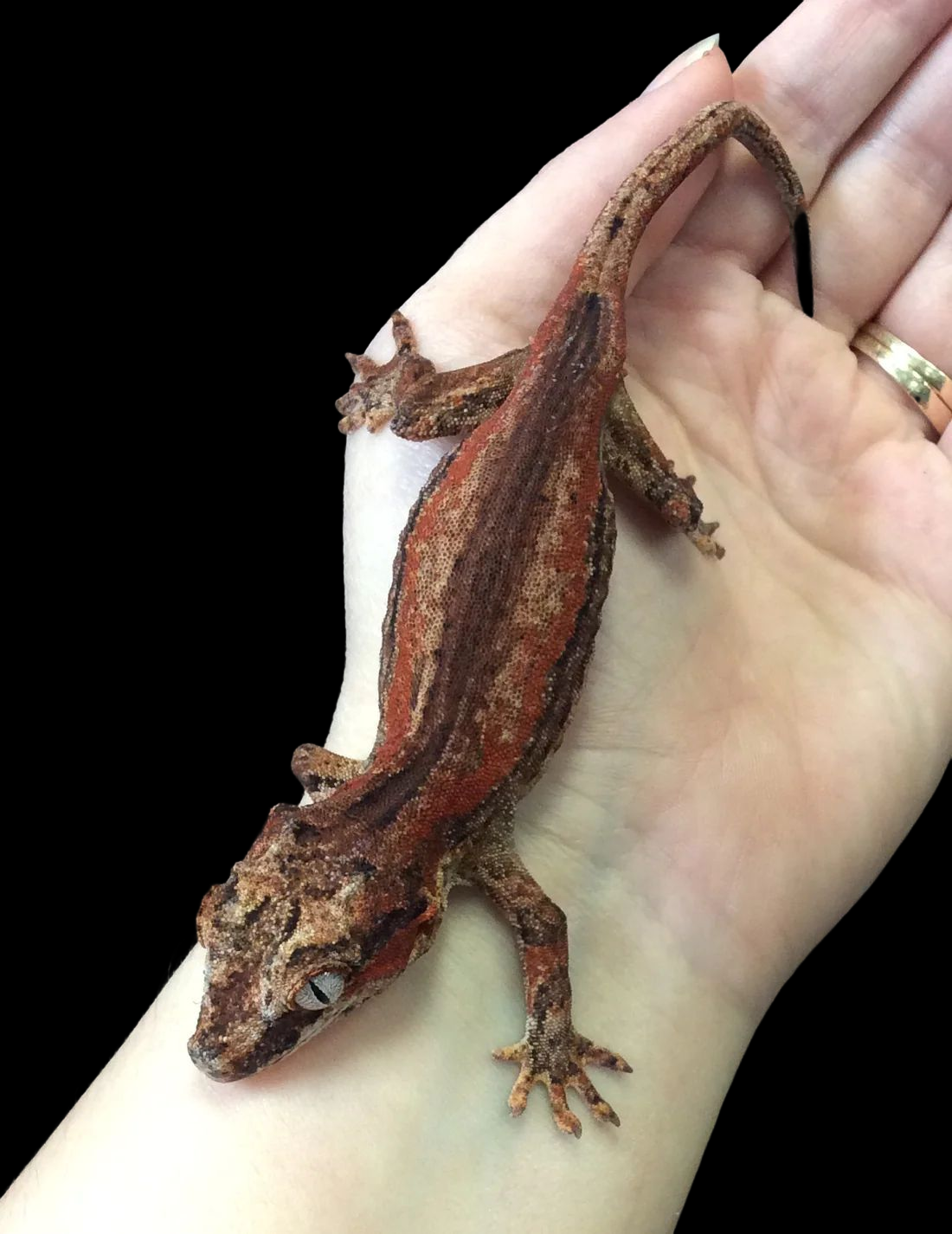 Gargoyle Gecko (Red Stripe) Male CBB
