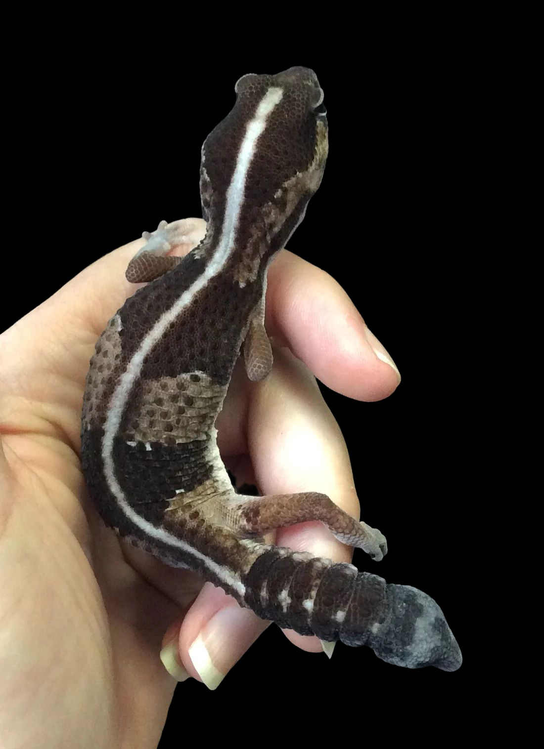 African Fat Tail Gecko (Stripe) CBB