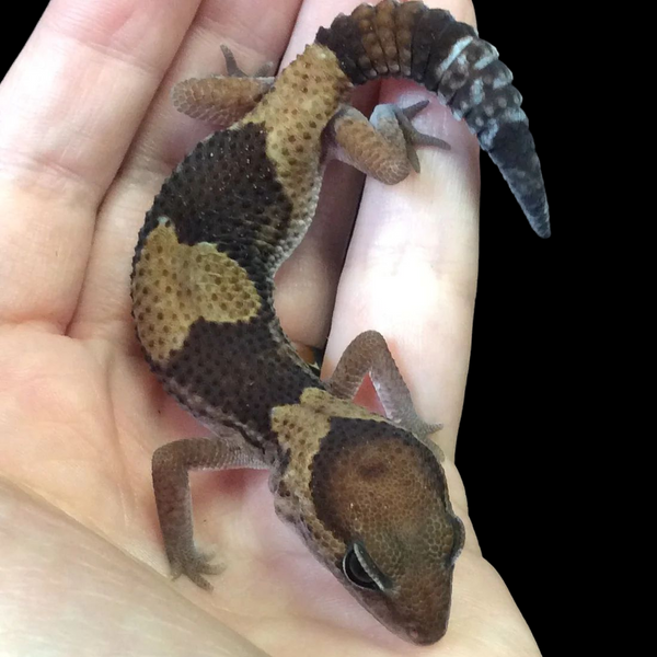 African fat shop tailed gecko food