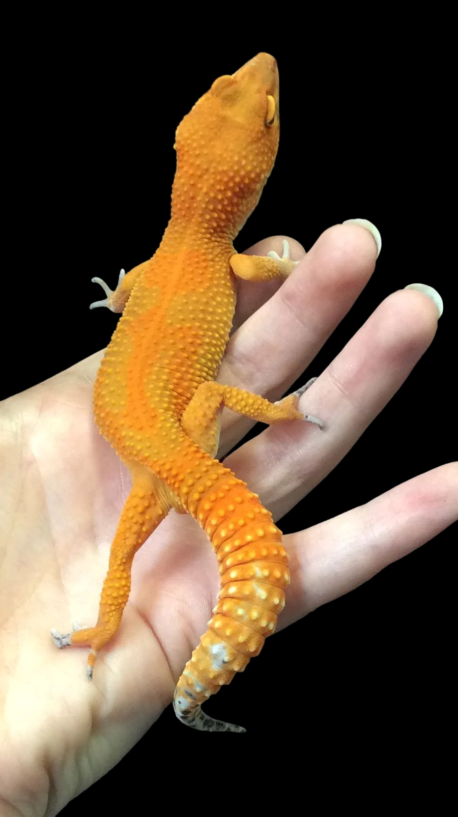 Leopard Gecko (Pumpkin Blood Mandarin Emerine) CBB