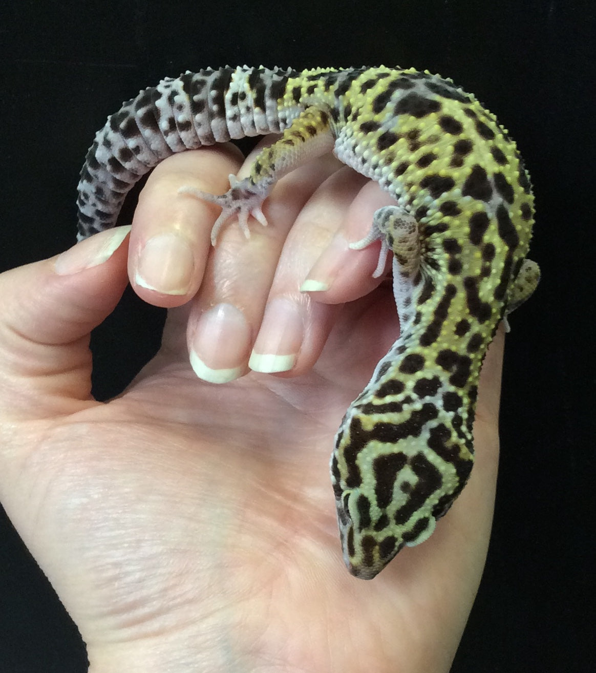 Leopard Gecko (Super Raptor) CBB