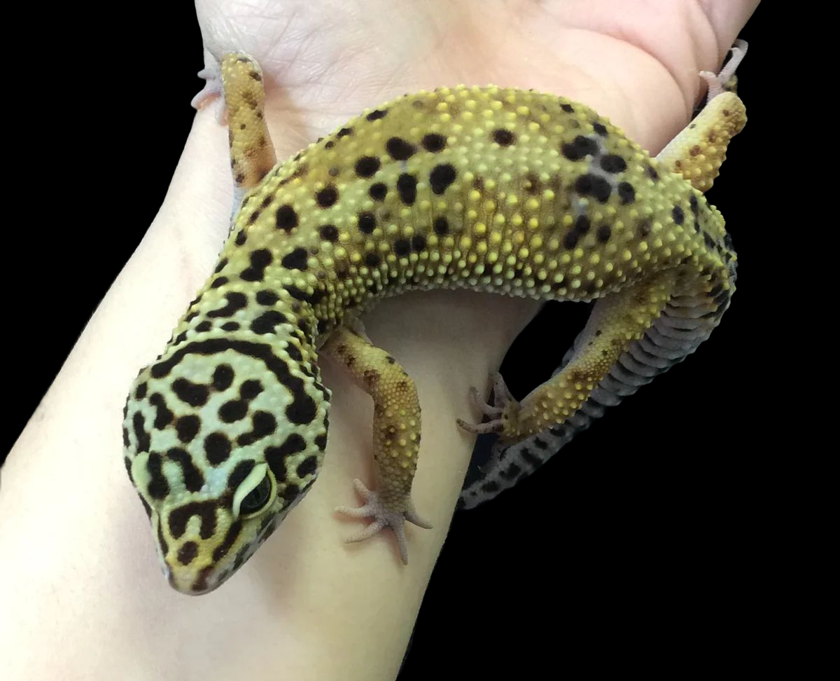 Leopard Gecko (Mandarin Emerine) CBB