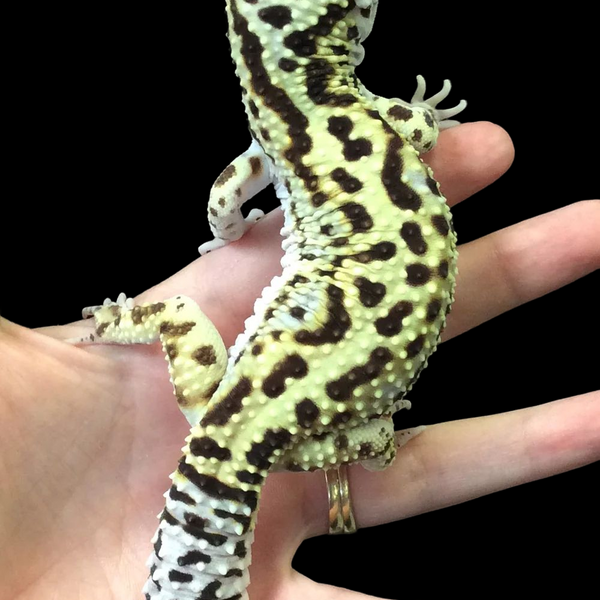 Jumbo leopard best sale gecko