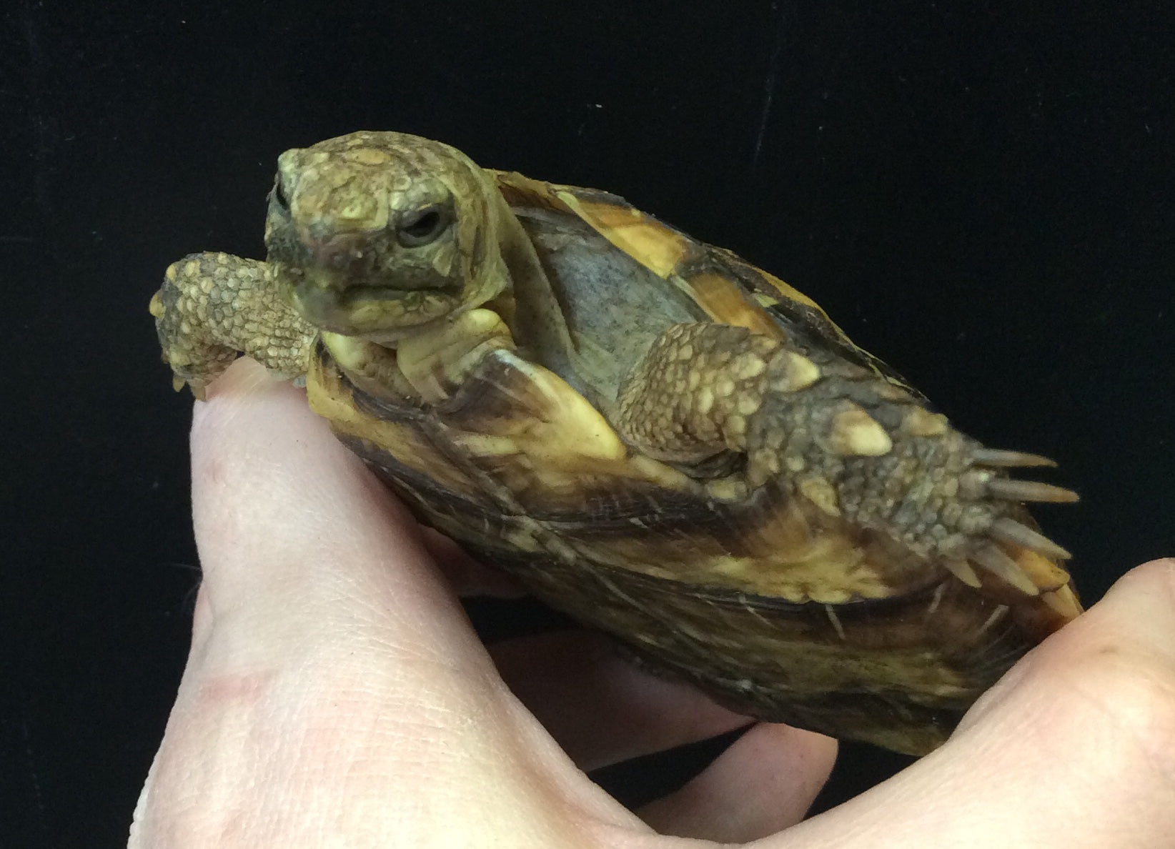 Pancake Tortoise (Malacochersus tornieri)