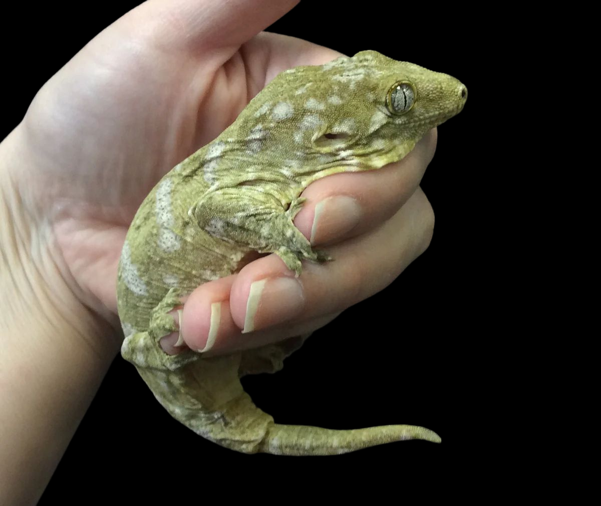 Leachianus Gecko (Grande Terre x Grande Terre) Male CBB