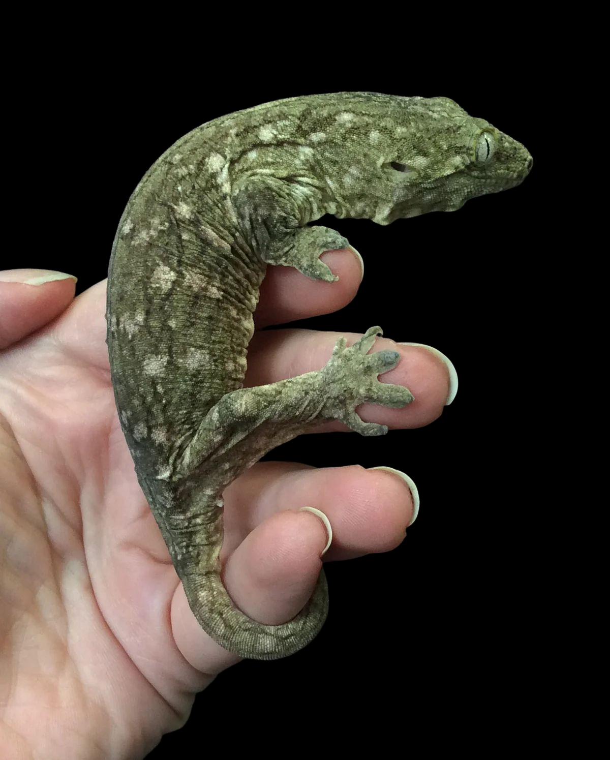 Leachianus Gecko (Nu Ana Locale - High Pink Morph) CBB