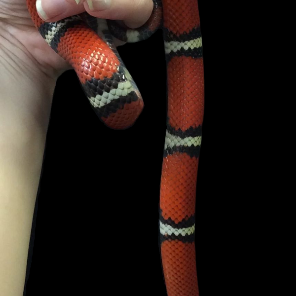Black milk best sale snake for sale