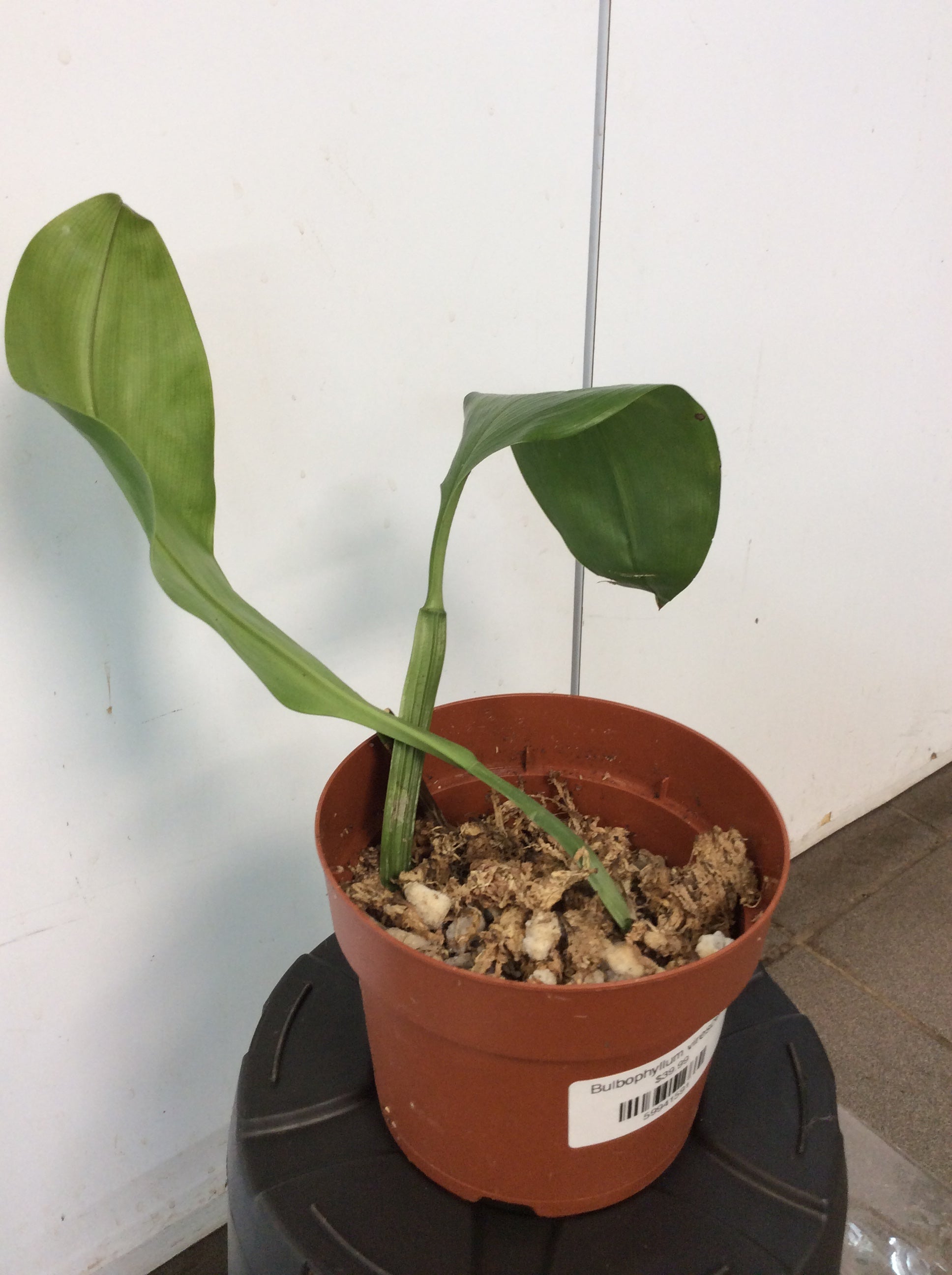 Bulbophyllum virescens