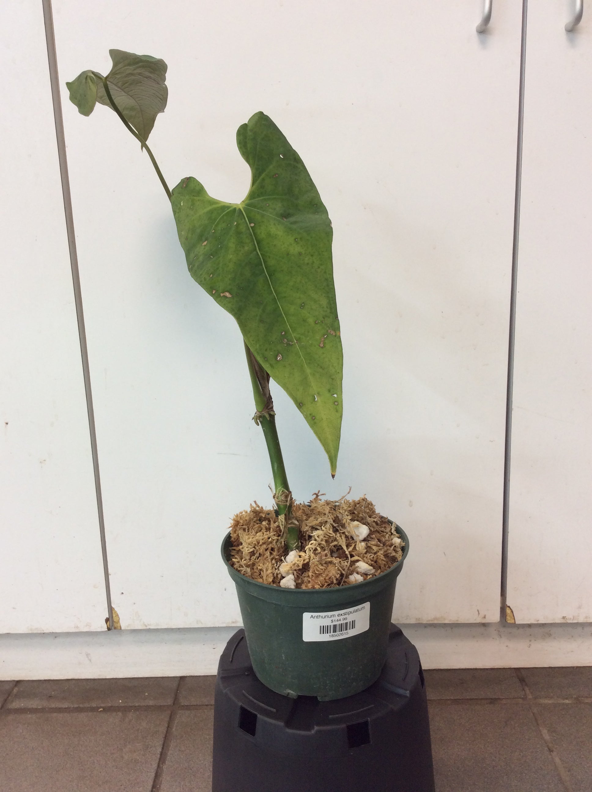 その他観葉植物 Anthurium exstipulatum IMG_0839.jpg?v=1679604993&