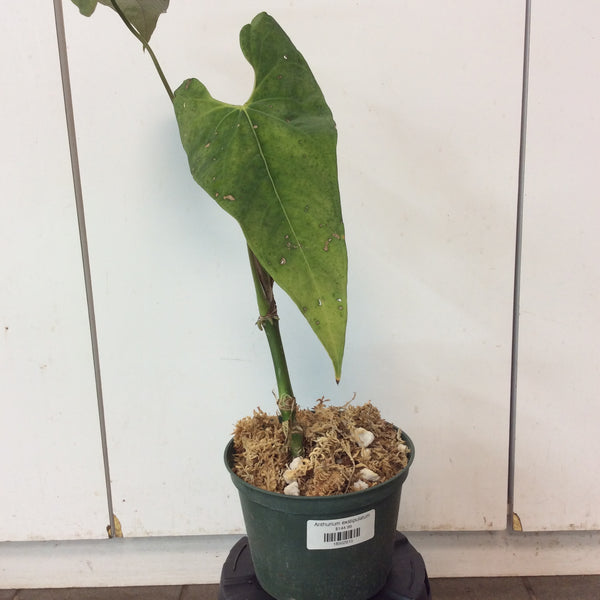 Anthurium exstipulatum