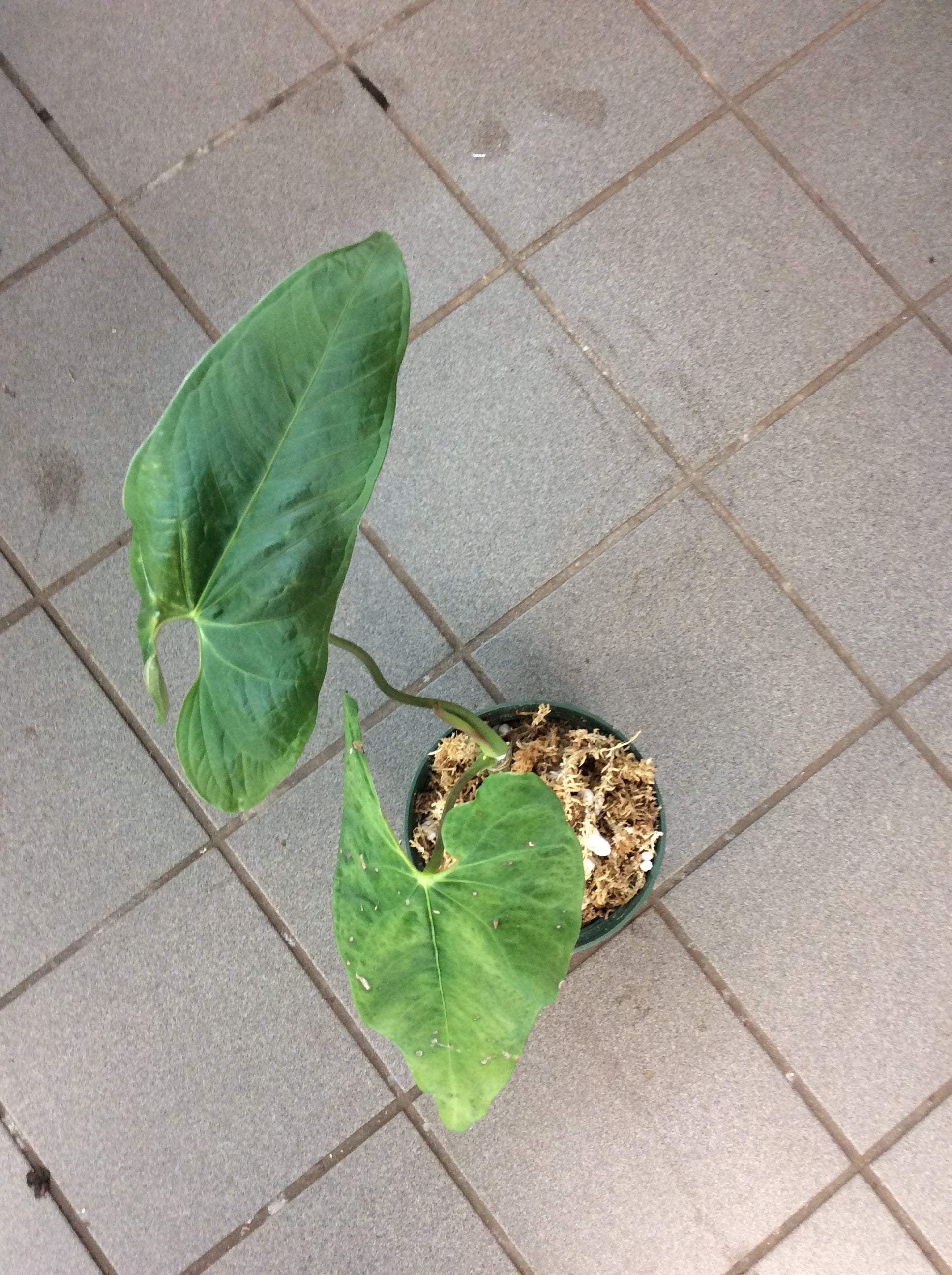 anthurium exstipulatum Anthurium exstipulatum
