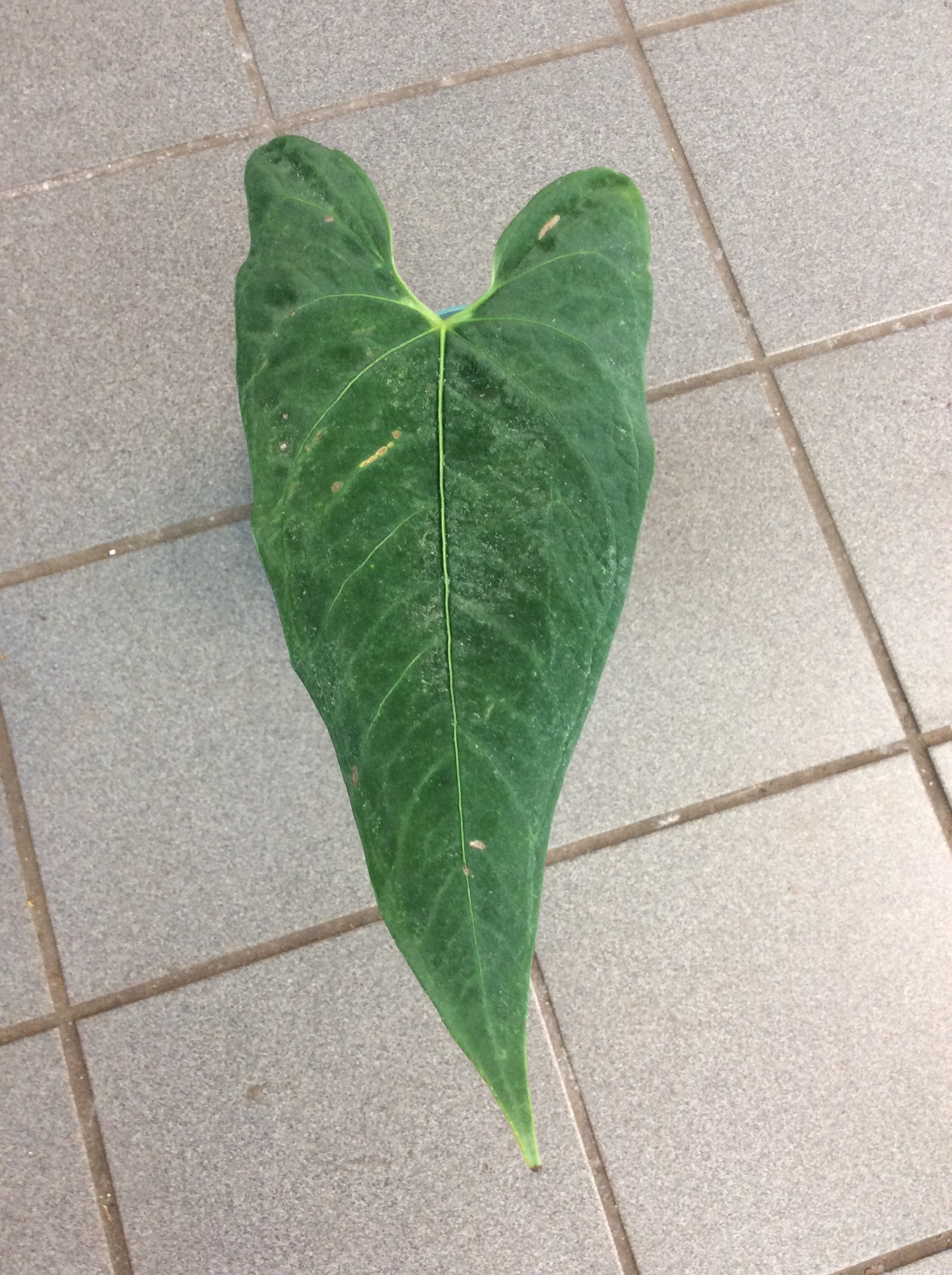 anthurium exstipulatum Anthurium exstipulatum