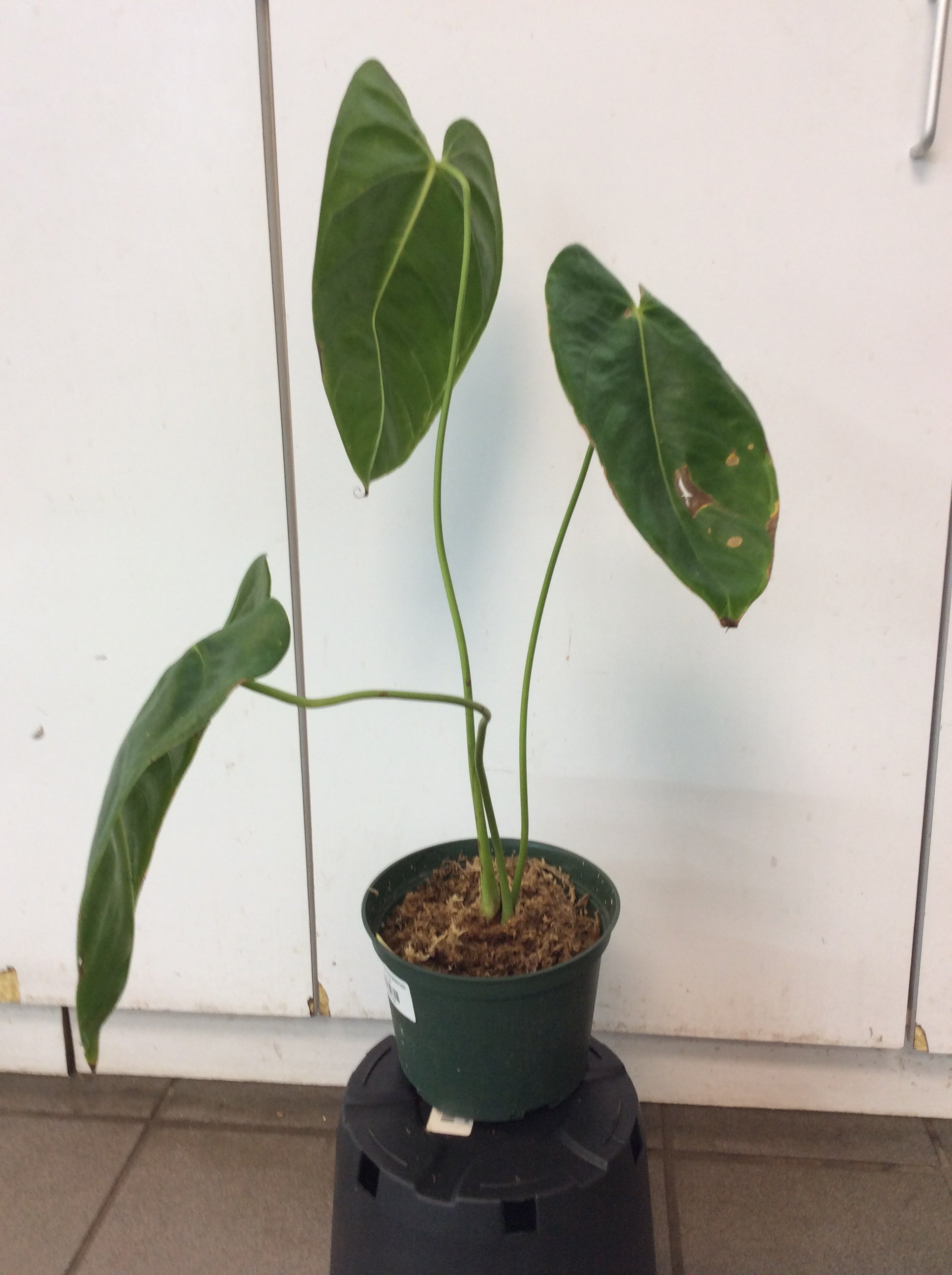 Anthurium esmeraldense