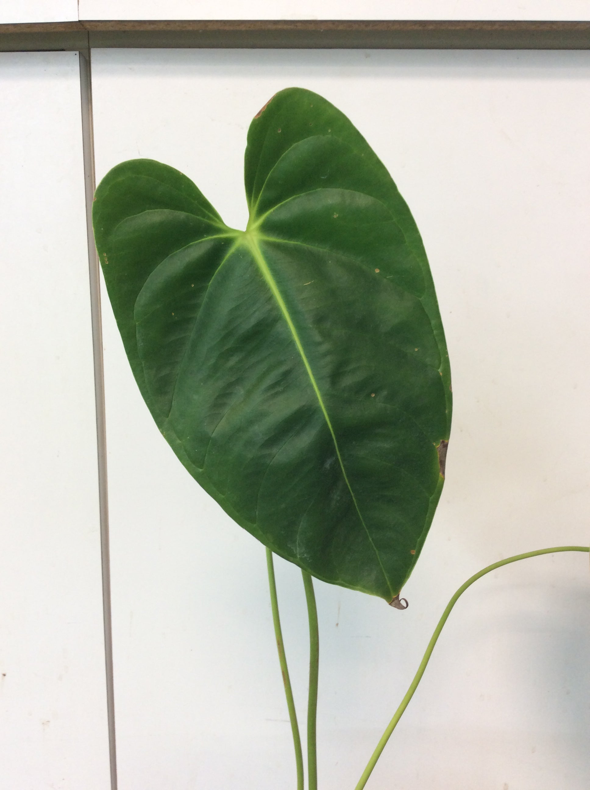 anthurium esmeraldense vs philodendron esmeraldense Anthurium esmeraldense