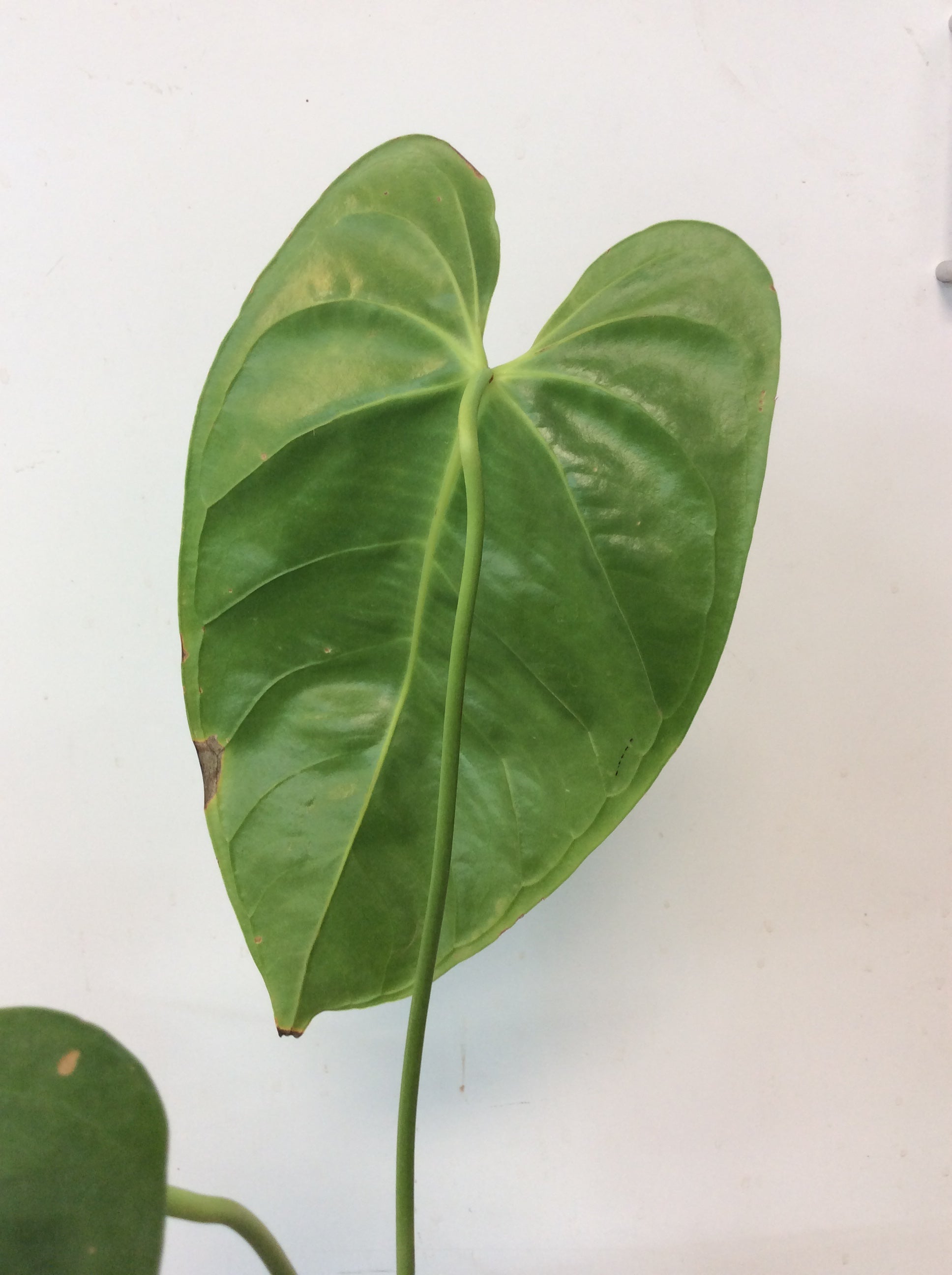 Anthurium esmeraldense