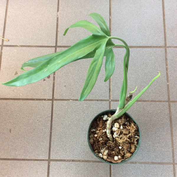 Philodendron holtonianum