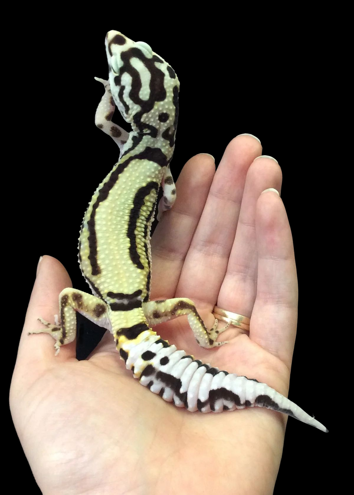 Leopard Gecko (Bold Stripe Bandit PH. White/Yellow) Female CBB