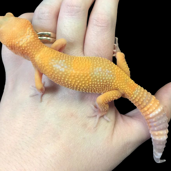 Gecko night light clearance