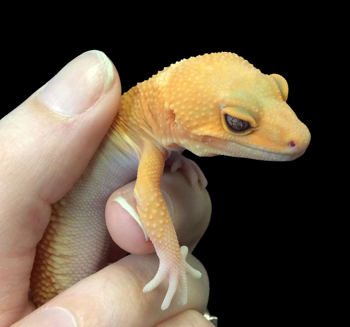 Gecko on sale night light