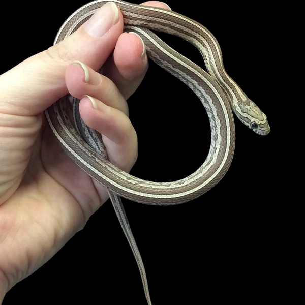 Corn hot sale snake kit