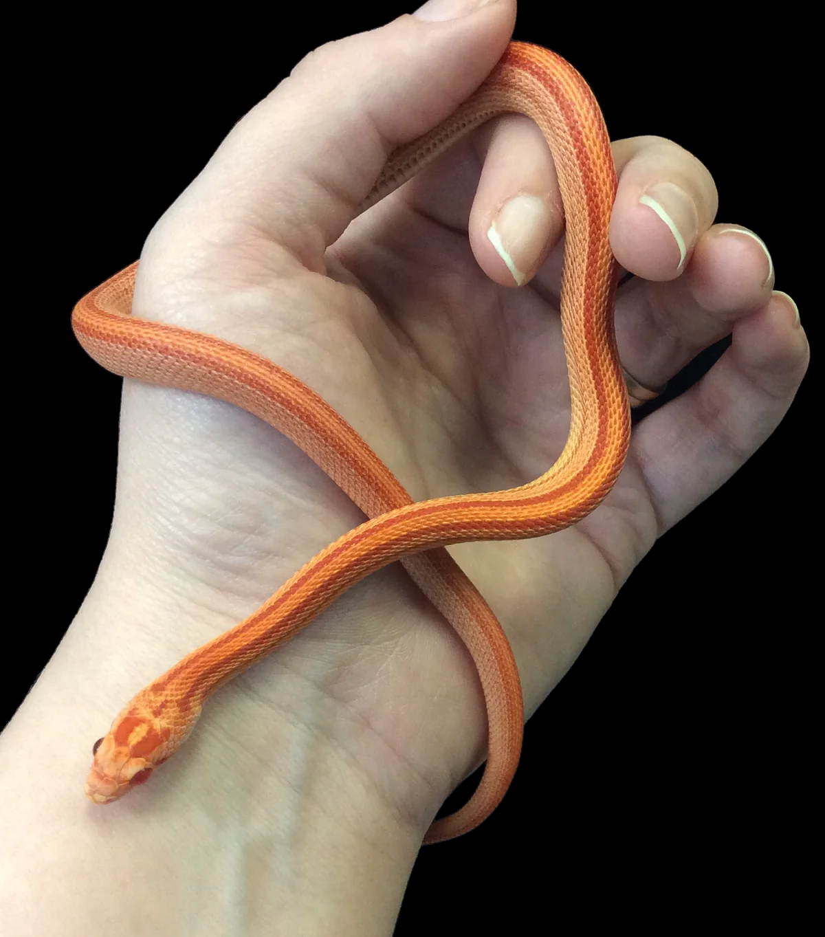 Corn Snake (Albino Tessera) CBB