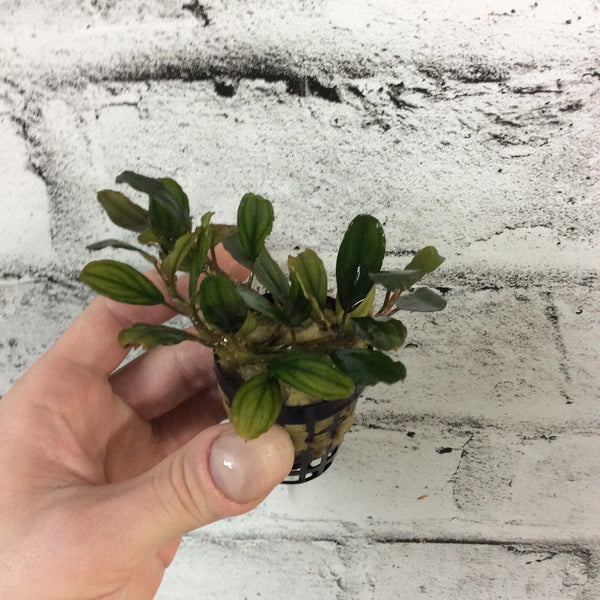 Bucephalandra sp Dark Blue