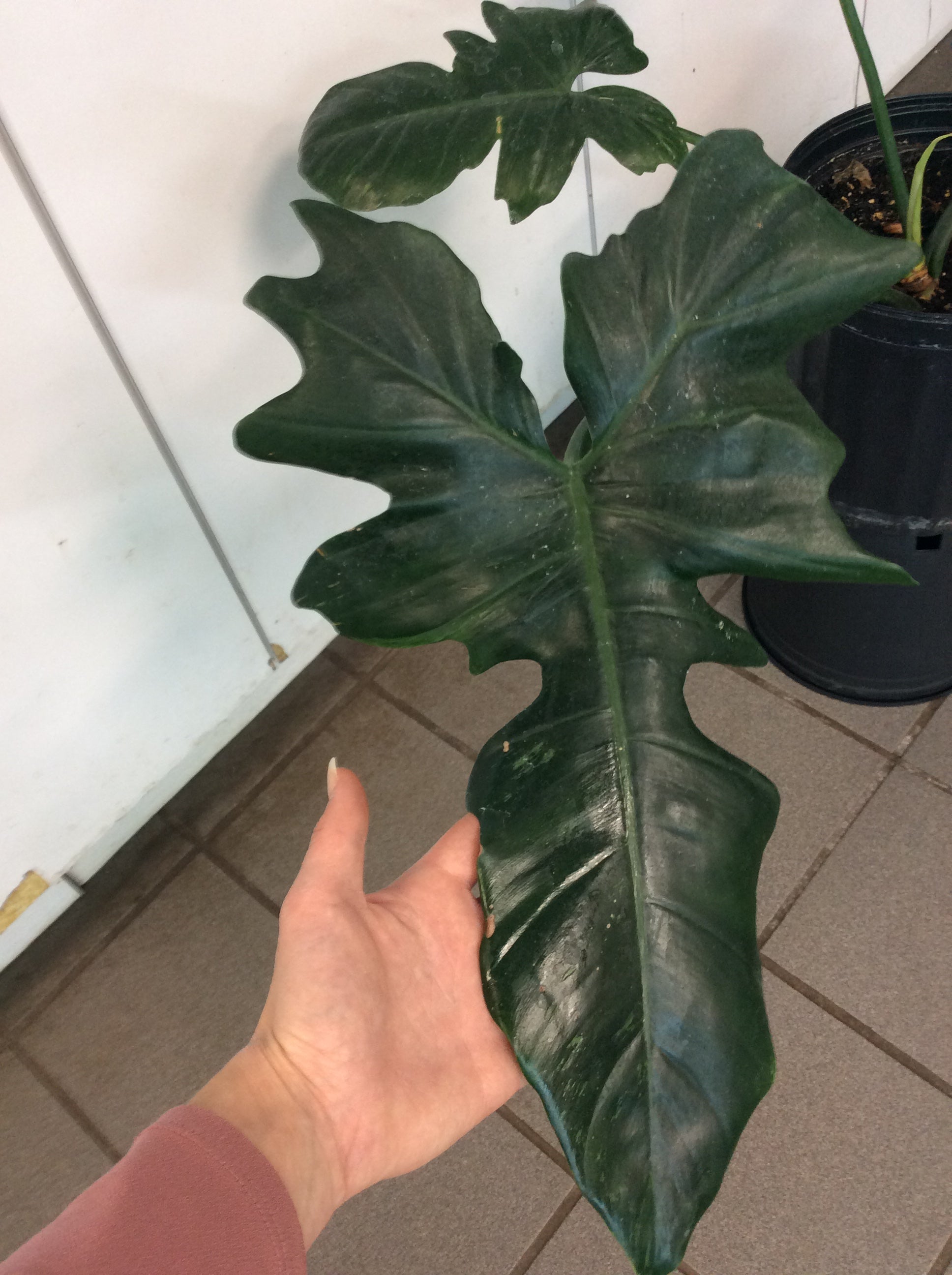Philodendron 'Golden Dragon'