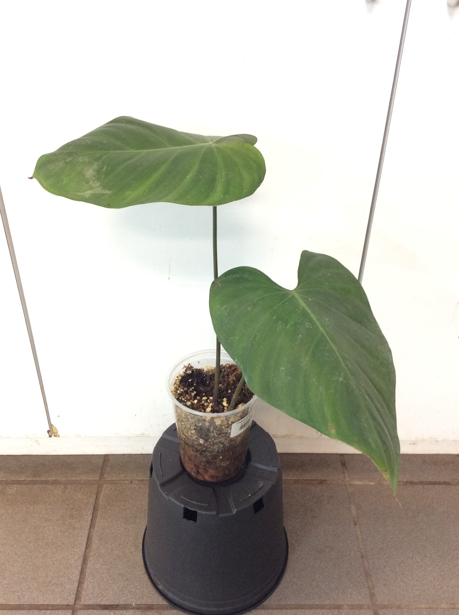 Philodendron Lynamii