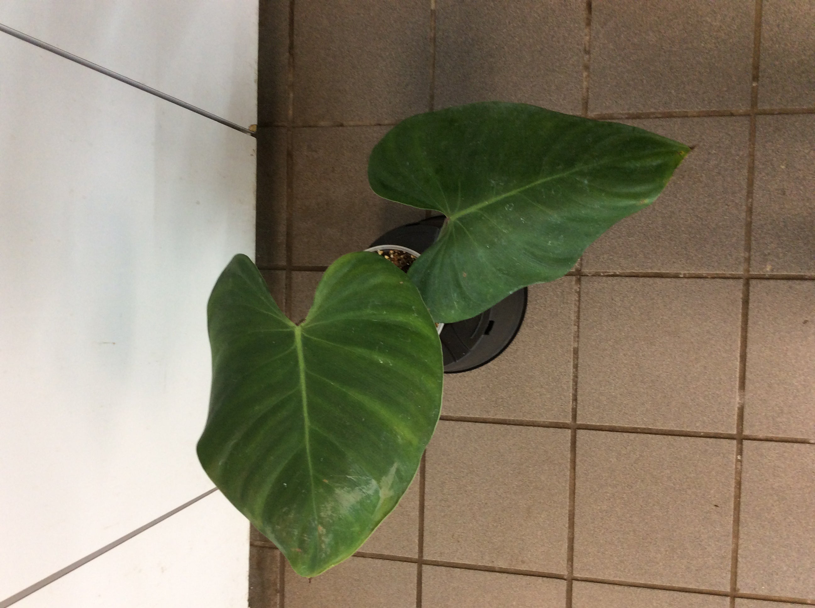 Philodendron Lynamii