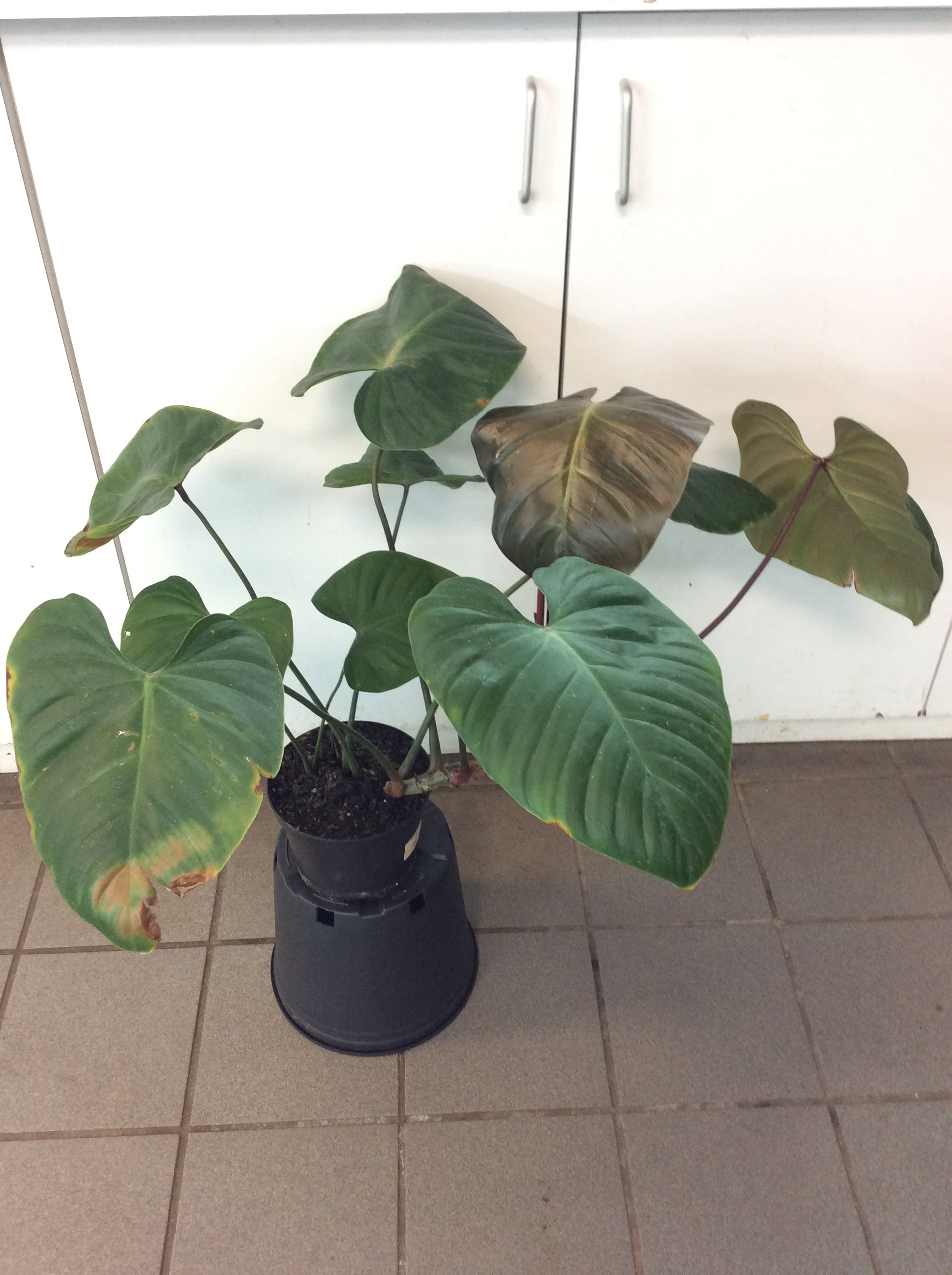 lynamii philodendron Philodendron Lynamii