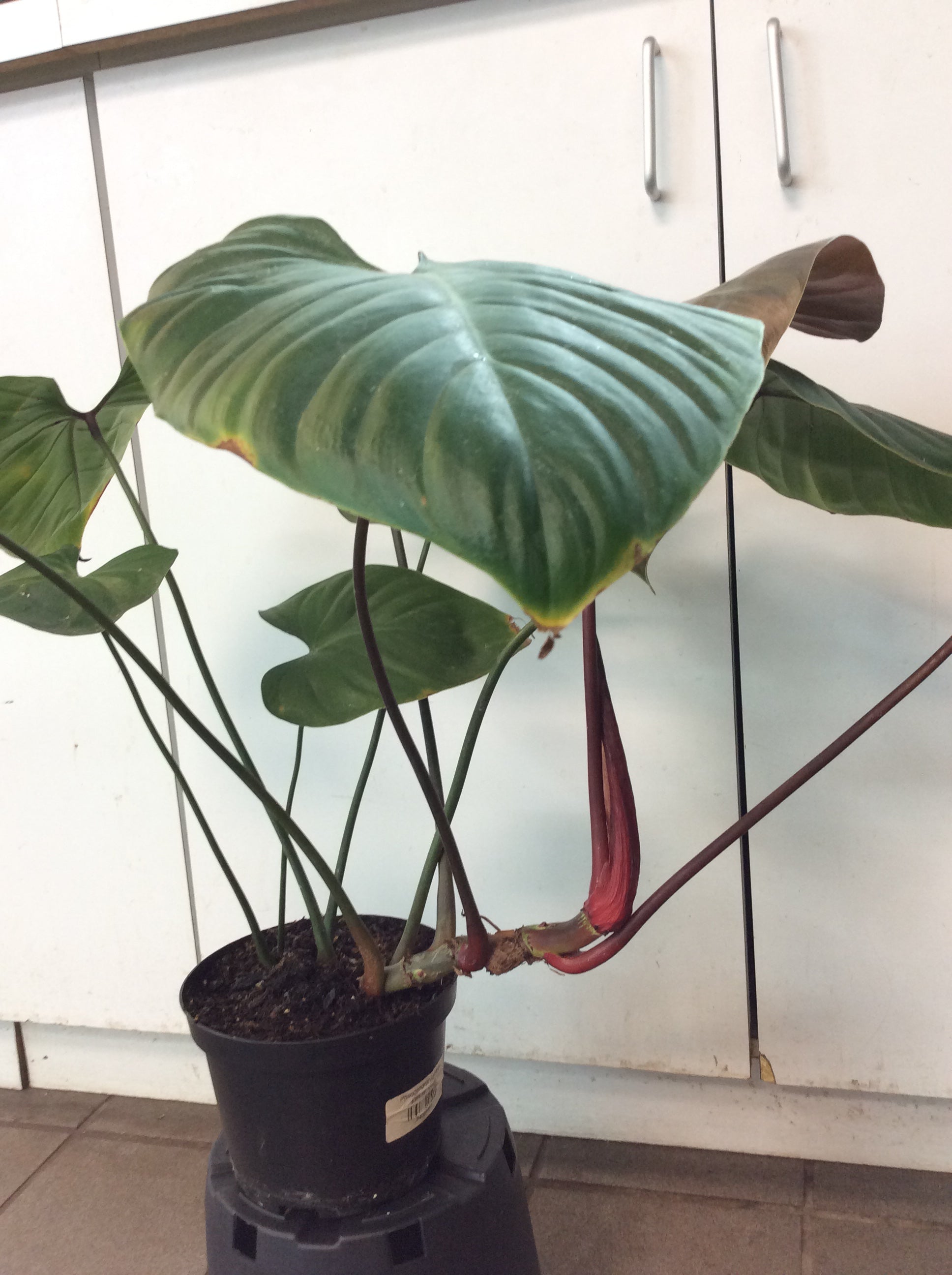 Philodendron Lynamii